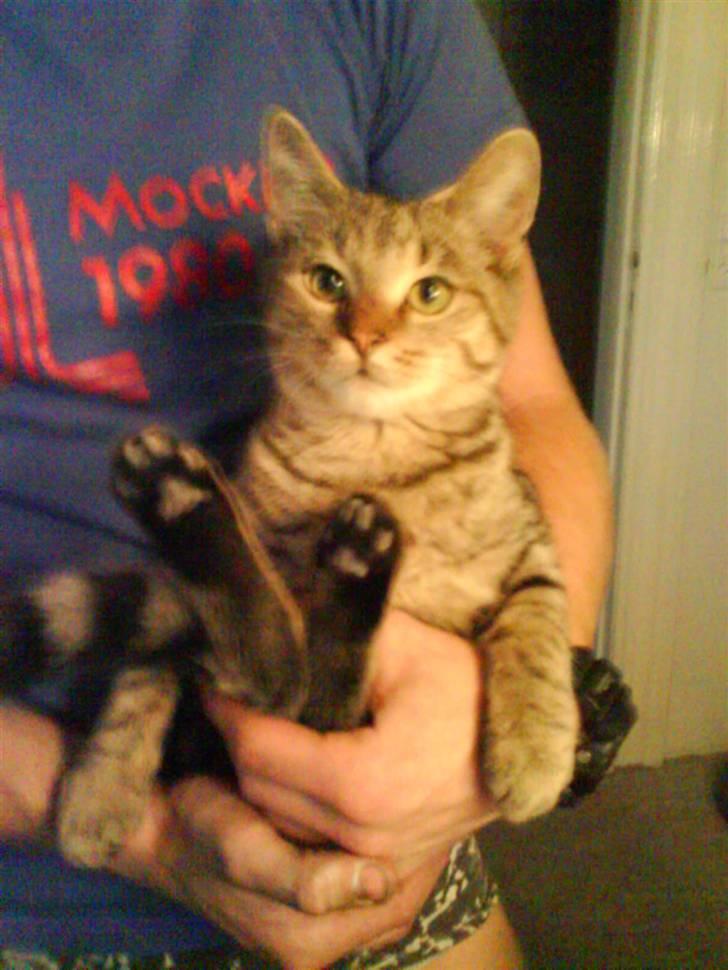 Blanding af racer Shaker billede 10