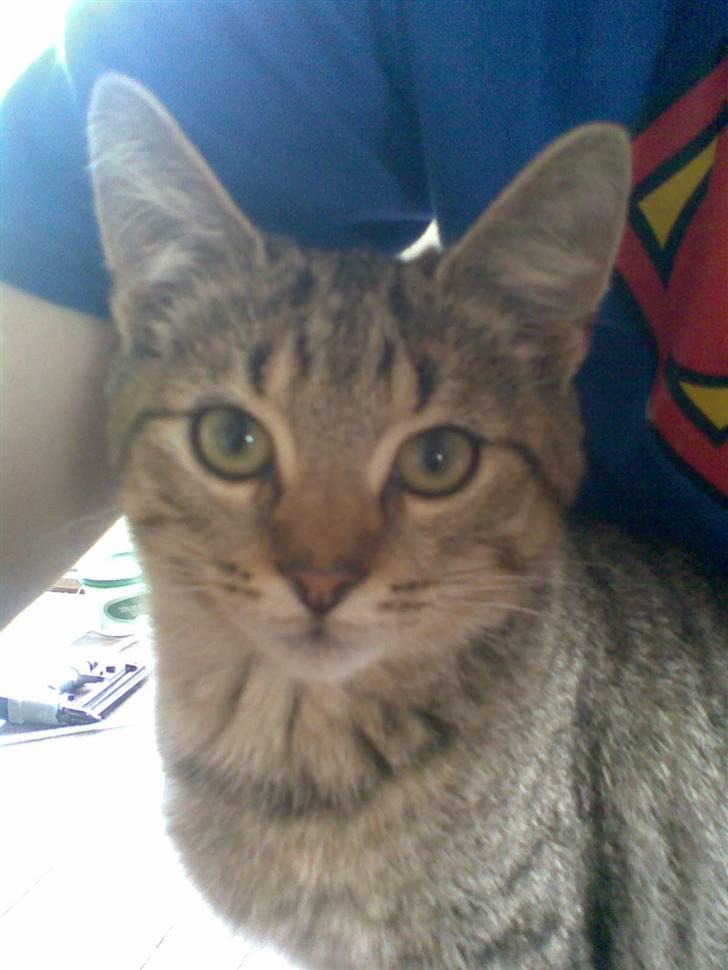 Blanding af racer Shaker billede 11