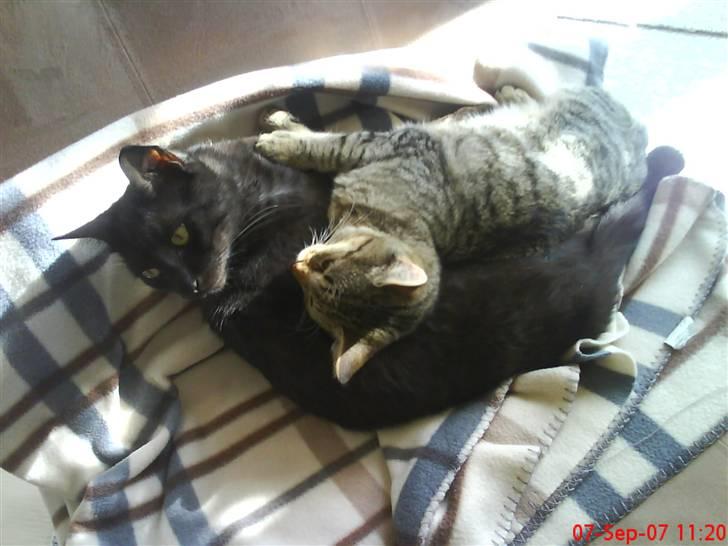 Blanding af racer Shaker billede 12