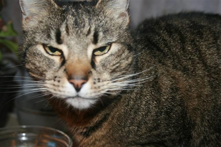 Huskat Kitty *R.I.P* billede 3