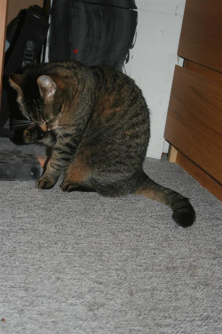 Huskat Kitty *R.I.P* billede 4