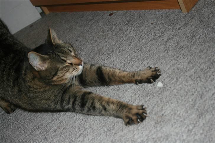 Huskat Kitty *R.I.P* billede 5