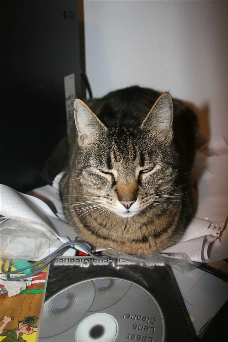 Huskat Kitty *R.I.P* billede 6