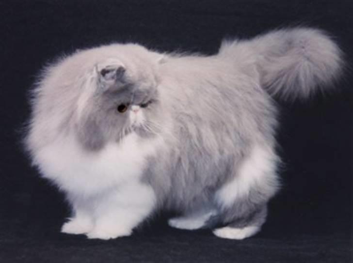 Perser Twinkie billede 1