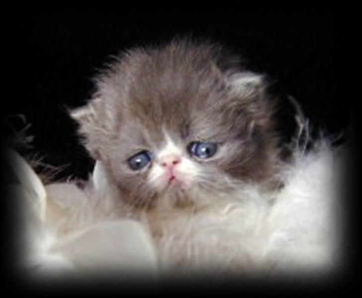 Perser Twinkie billede 2