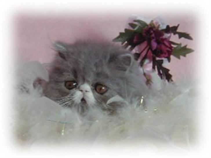 Perser Twinkie billede 3