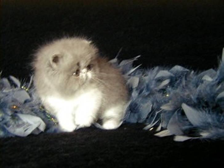 Perser Twinkie billede 4