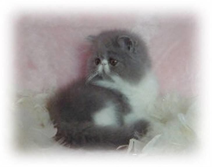 Perser Twinkie billede 5