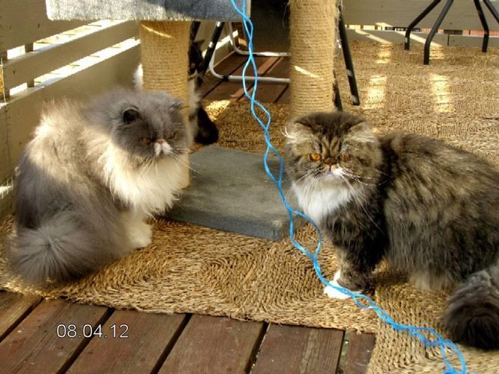 Perser Twinkie billede 6