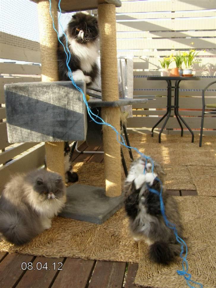 Perser Twinkie billede 7