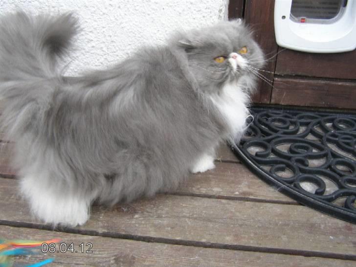 Perser Twinkie - Nu gider jeg ikke være ude mere, men jeg kan ikke finde ud af at gå ind gennem kattelemmen selv...og "mor" vil ikke åbne døren..suk! billede 8