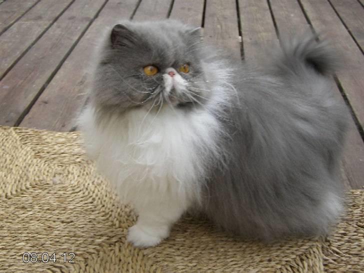 Perser Twinkie billede 9