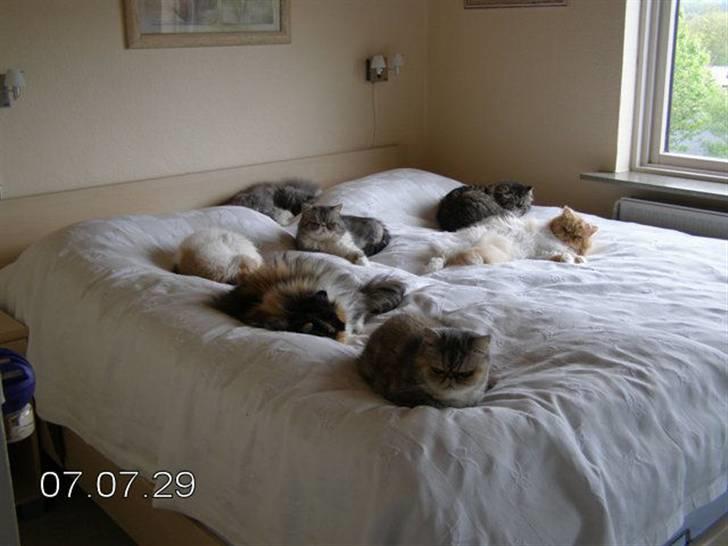 Perser Twinkie - Her ligger jeg på min yndlingsplads i "mors" seng sammen med mine kattevenner:-) billede 10