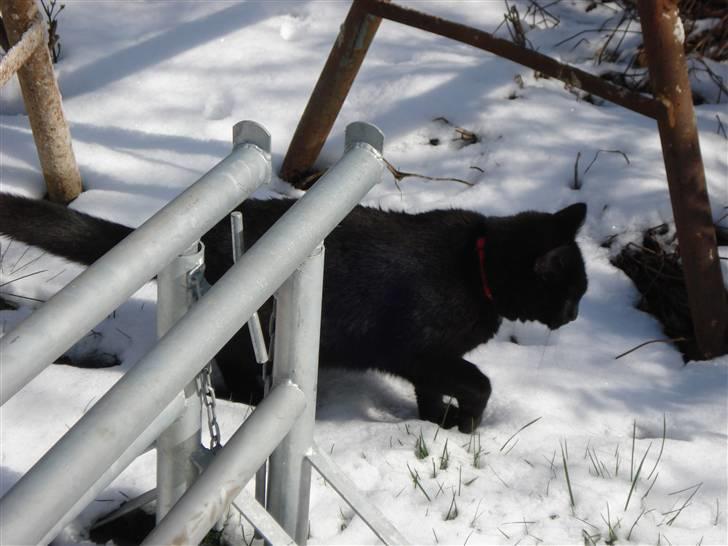 Huskat Sylvester - jeg syndes det er koldt ved mine ben men det kan være det hjælper vis jeg lofter mine ben lidt højere billede 6