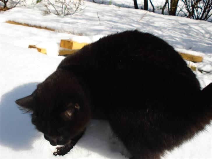 Huskat Sylvester - me´n det smager nu godt... billede 7