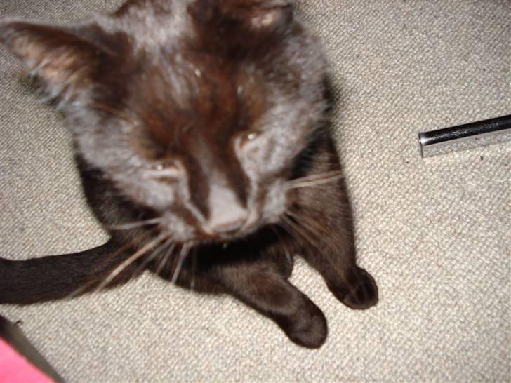 Huskat Sylvester - det kan være hun glør mig lidt mere vis jeg stiller mig på bagben og snorer lidt mere. billede 8