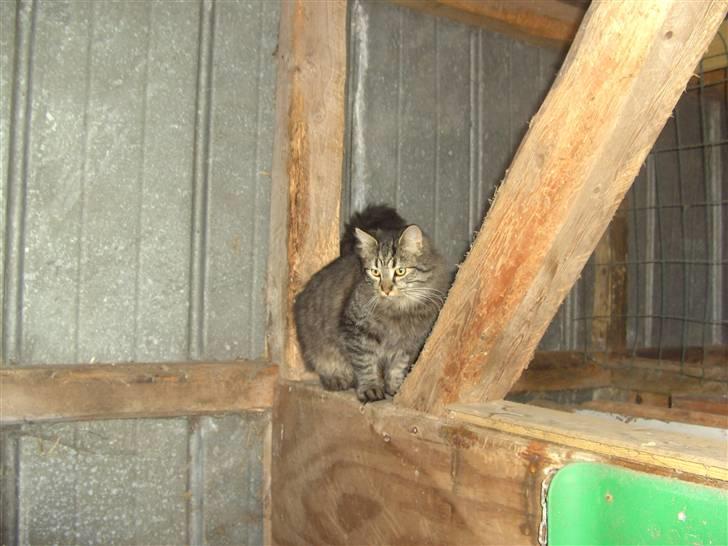 Blanding af racer bølle billede 20