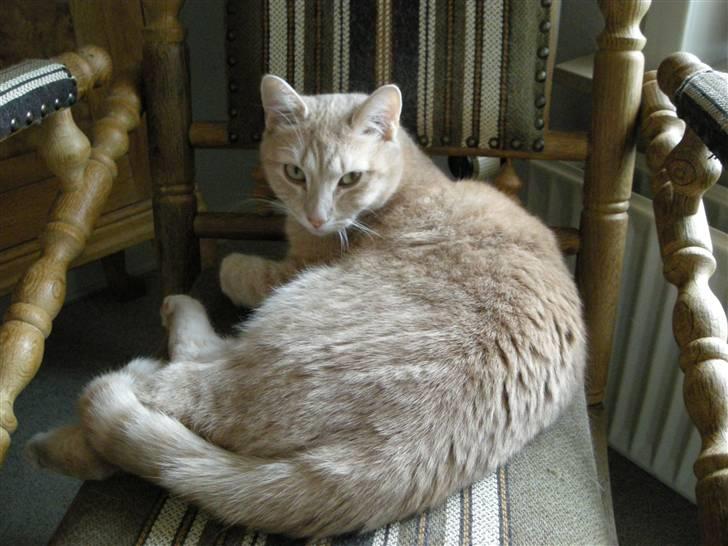 Huskat Grynte billede 1