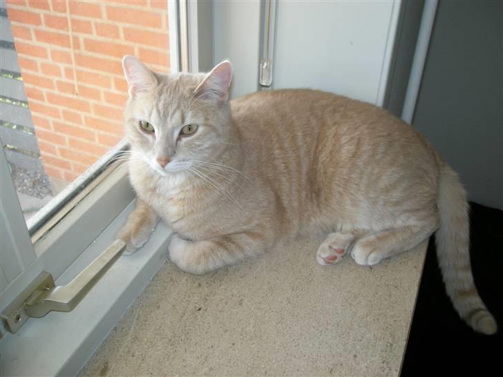 Huskat Grynte - " Bliver han dog ikke snart færdig med at male den kattegård ?? " billede 2