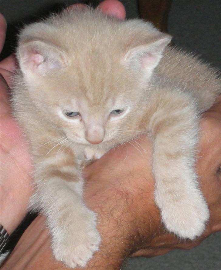 Huskat Grynte - Her er jeg kun en baby.. billede 3