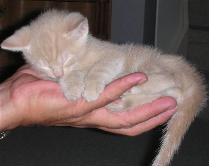 Huskat Grynte - Ikke større end "Tobak for en s...killing" billede 4