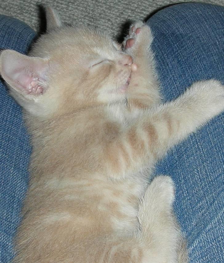 Huskat Grynte - Man har vel ry for at være renlig.. billede 5