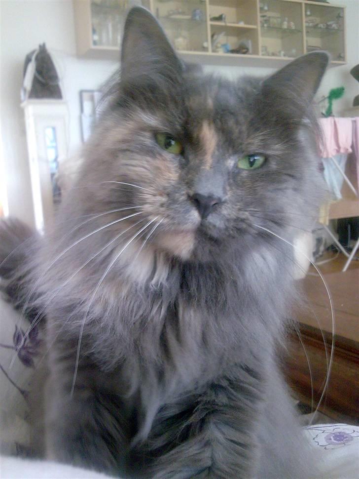 Maine Coon Nala billede 1