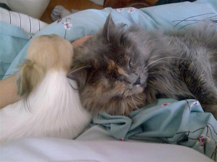 Maine Coon Nala billede 2
