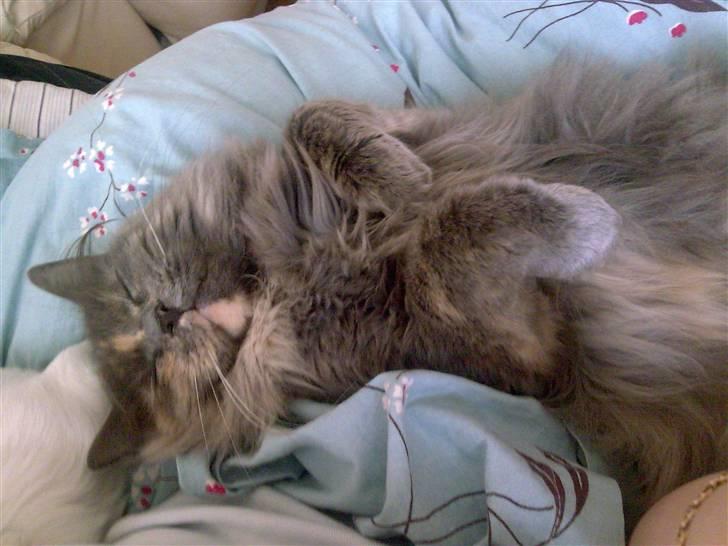 Maine Coon Nala billede 3