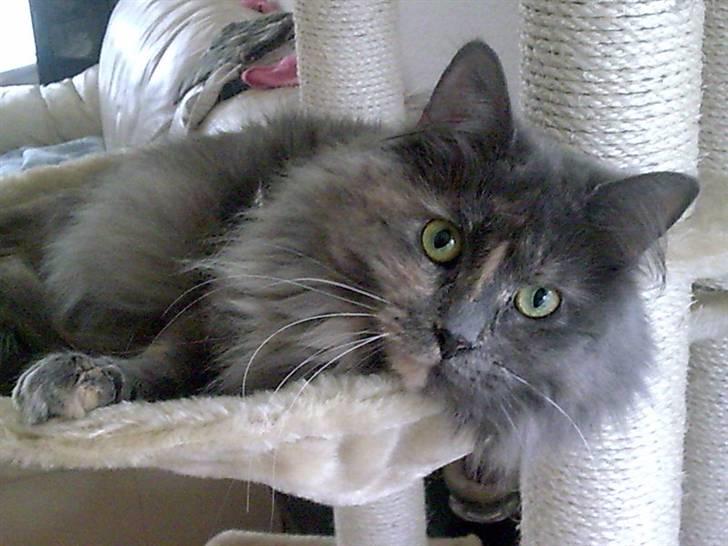Maine Coon Nala billede 4