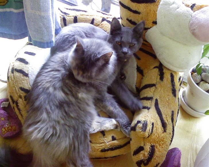 Maine Coon Nala billede 5