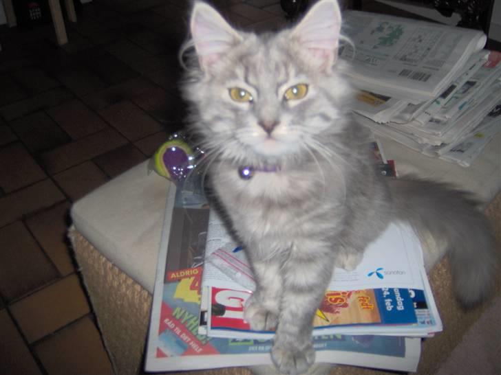 Blanding af racer Fiona Fuckhead billede 7