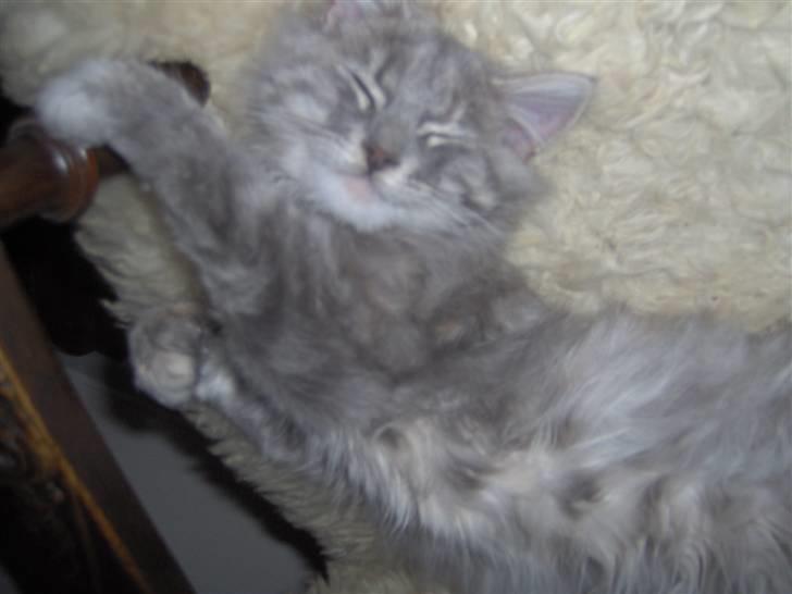 Blanding af racer Fiona Fuckhead billede 8