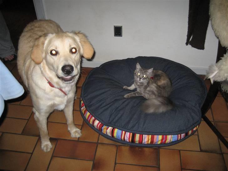 Blanding af racer Fiona Fuckhead billede 9