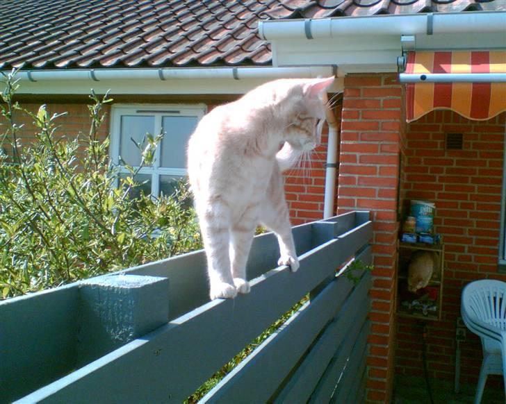 Huskat Grynte - Mens jeg stadig fik lov til at løbe frit rundt... billede 6
