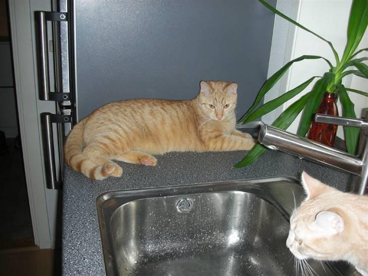 Huskat Grynte - Jeg, nederst til højre sammen med min bror Monse.. billede 7