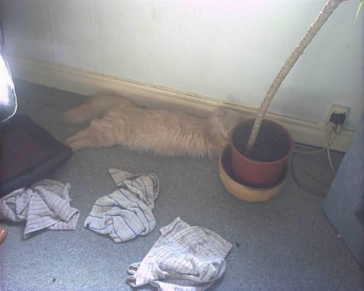 Blanding af racer pjuske R.I.P min elskede  billede 20