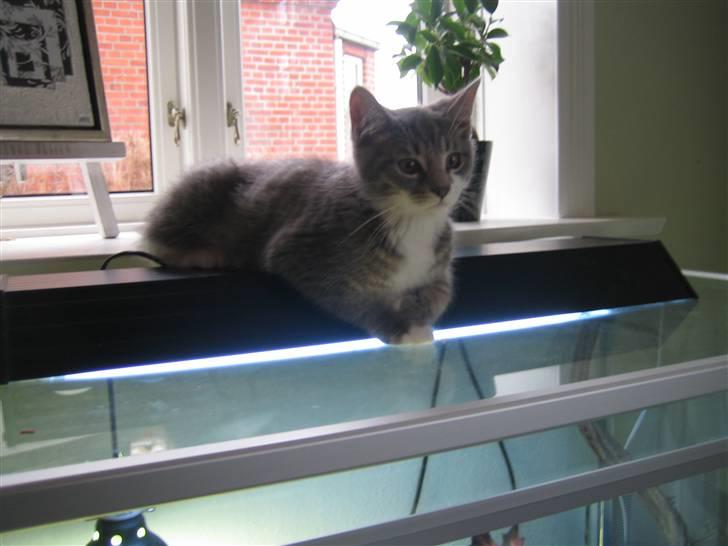 Blanding af racer R.I.P       Baloo billede 7