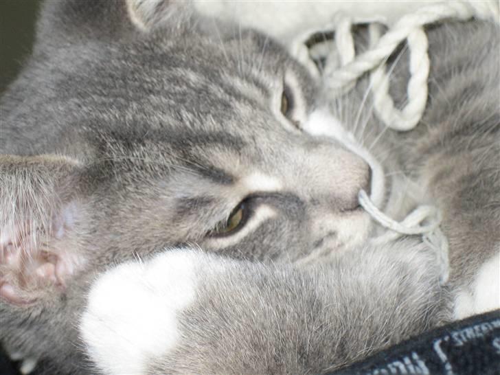 Blanding af racer R.I.P       Baloo billede 8