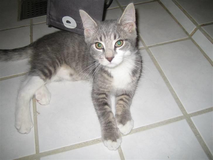 Blanding af racer R.I.P       Baloo billede 9