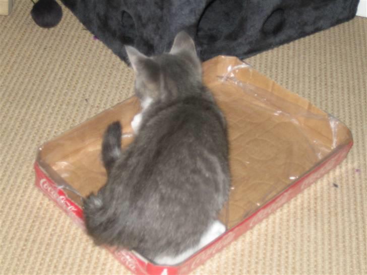 Blanding af racer R.I.P       Baloo billede 10