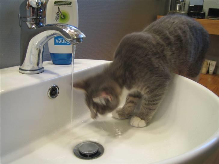 Blanding af racer R.I.P       Baloo billede 11