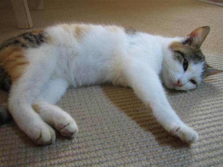 Huskat Lille My billede 9