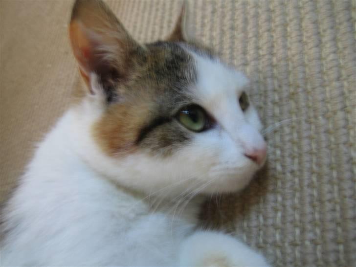 Huskat Lille My billede 10