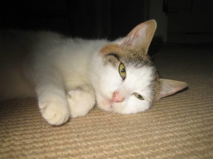 Huskat Lille My billede 11