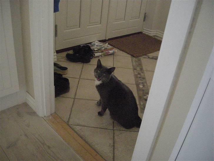 Blanding af racer Mr. Mickey..<"3 billede 3