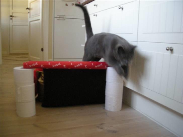 Blanding af racer Mr. Mickey..<"3 billede 4