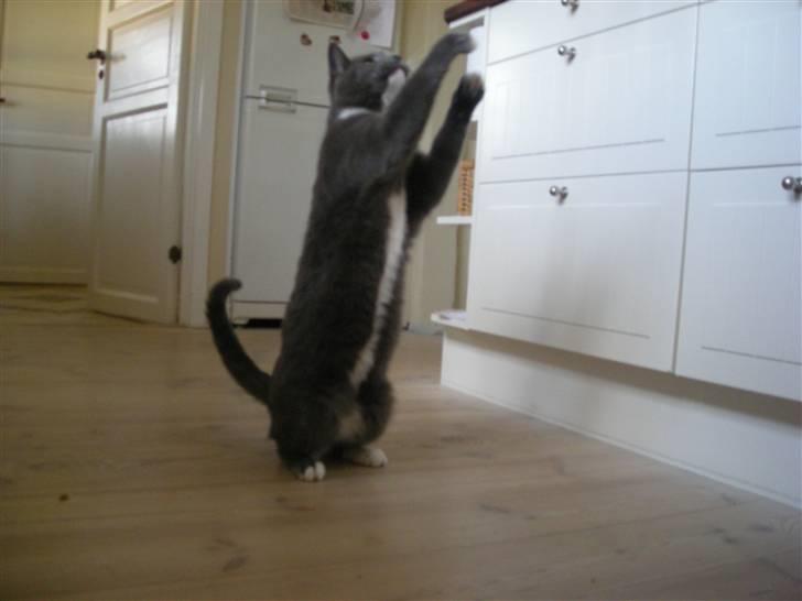 Blanding af racer Mr. Mickey..<"3 billede 5