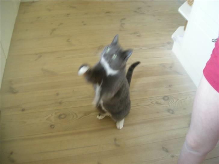 Blanding af racer Mr. Mickey..<"3 billede 6