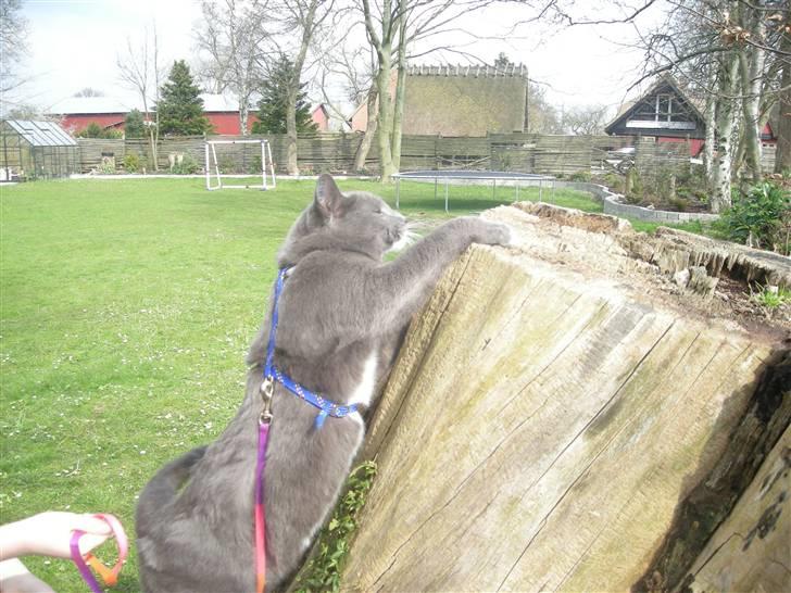 Blanding af racer Mr. Mickey..<"3 billede 7